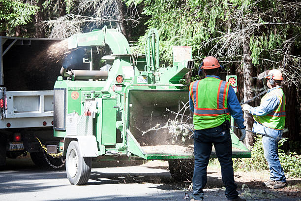 How Our Tree Care Process Works  in  Millville, UT